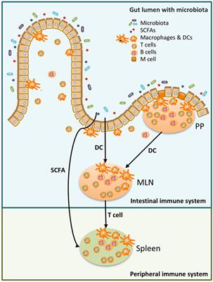 Role of Microbiota in Sexually Dimorphic Immunity